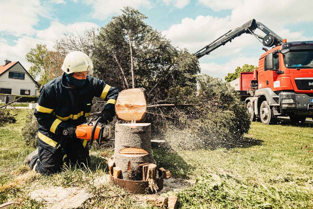 The Steps Involved in Our Tree Care Process in East Grand Forks, MN